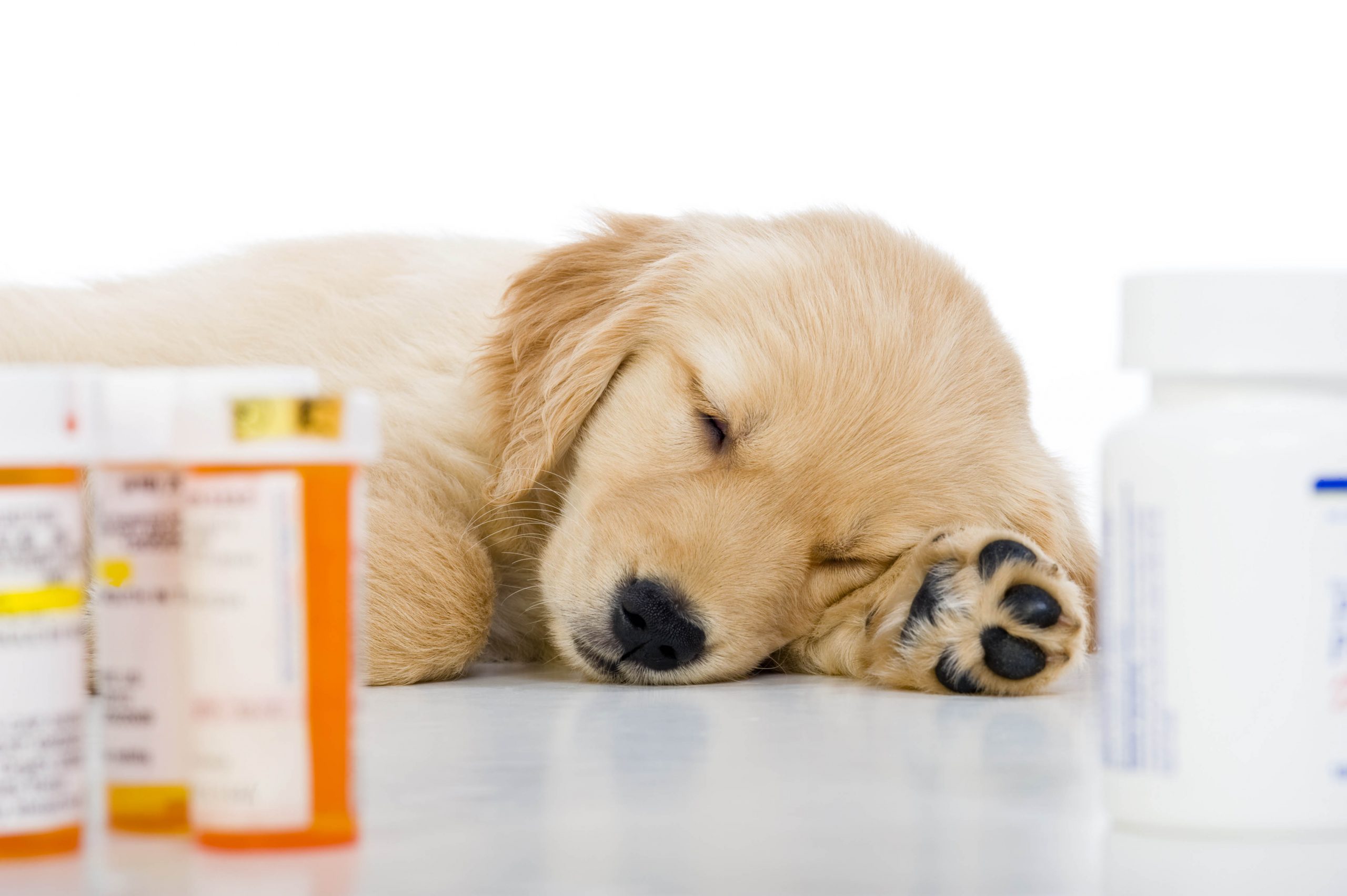 Veterinary Medications