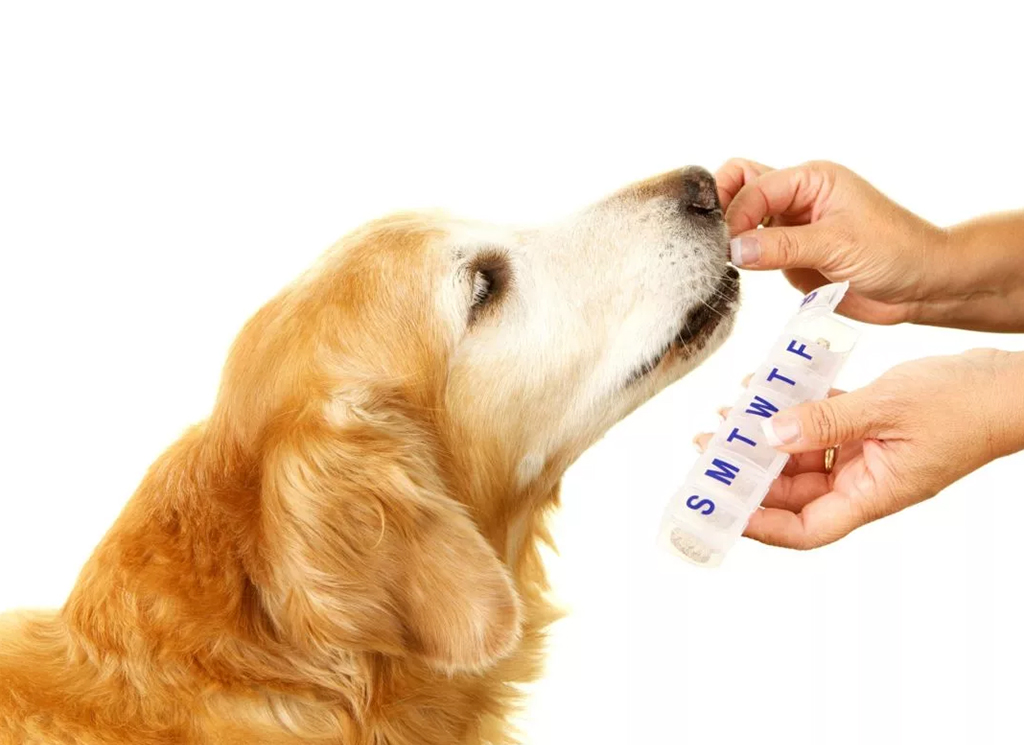 Veterinary Compounding: Finding the Right Pharmacy for Your Pet