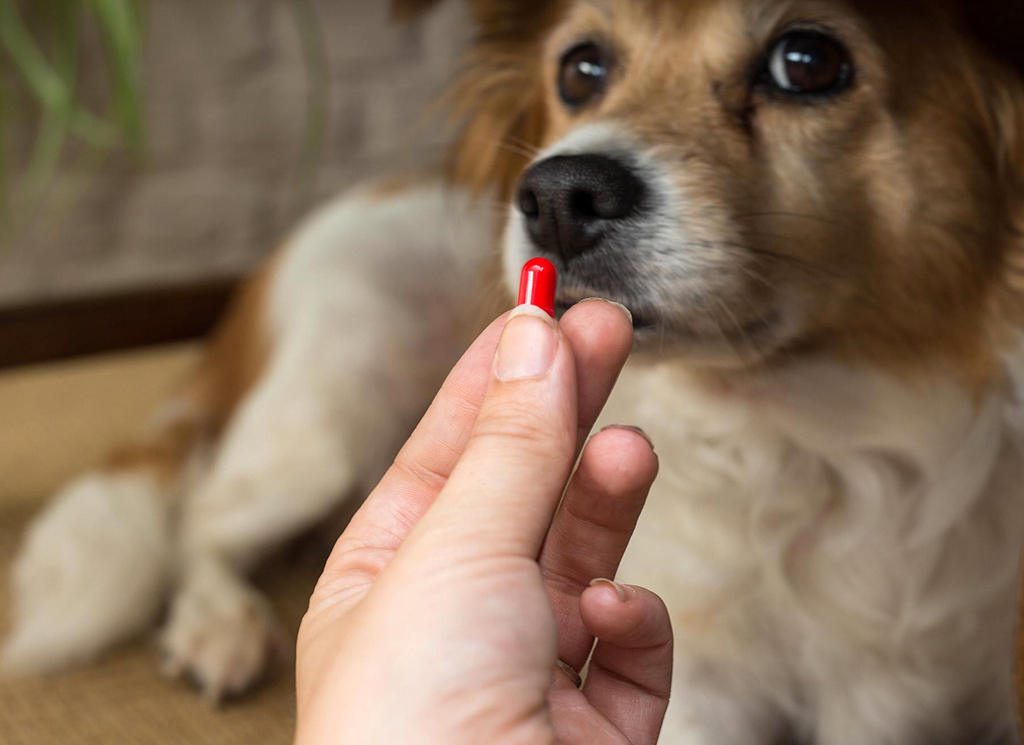 Trilostane for Pets: A Customized Treatment for Cushing’s Disease